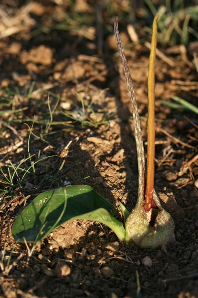 Biarum dispar, Gigaro di Bové, Satzaroeddu