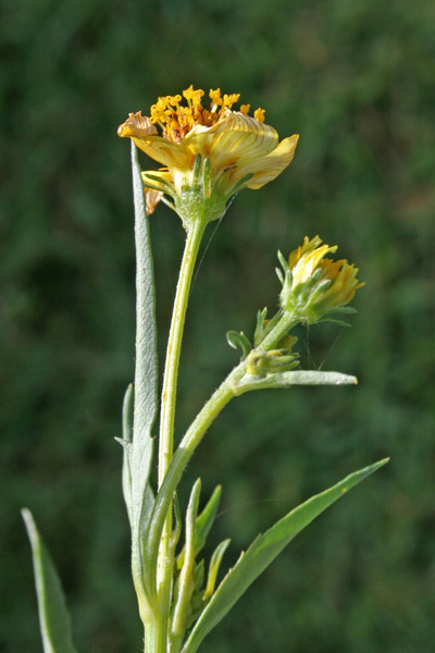 Bidens aurea, Forbicina lineare