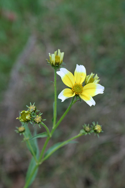 Bidens aurea, Forbicina lineare