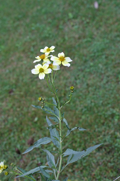 Bidens aurea, Forbicina lineare