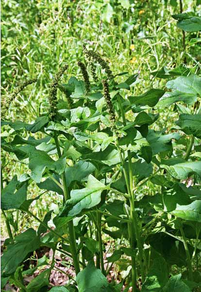 Blitum_bonus-henricus, Colubrina, Farinello buon-enrico, Spinacio selvatico, Tutta-buona, Cadone, Cadoni