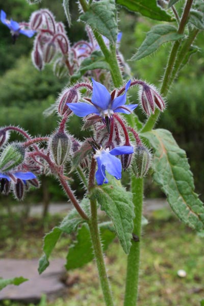 Borago officinalis, Borragine comune, Borrana, Chiu-chiu, Limba de boe, Succiameli