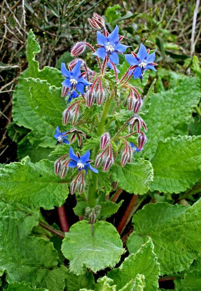 Borago officinalis, Borragine comune, Borrana, Chiu-chiu, Limba de boe, Succiameli