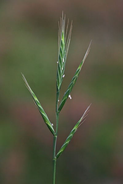 Brachypodium distachyon, Paleo annuale, Paleo distico