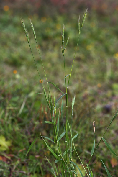 Brachypodium distachyon, Paleo annuale, Paleo distico