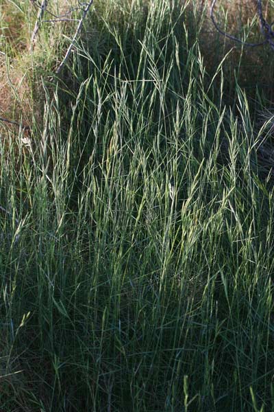 Brachypodium retusum, Brachipodio delle garighe, Paleo delle garighe