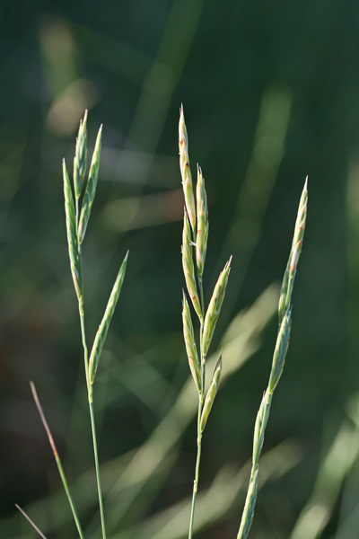 Brachypodium retusum, Brachipodio delle garighe, Paleo delle garighe