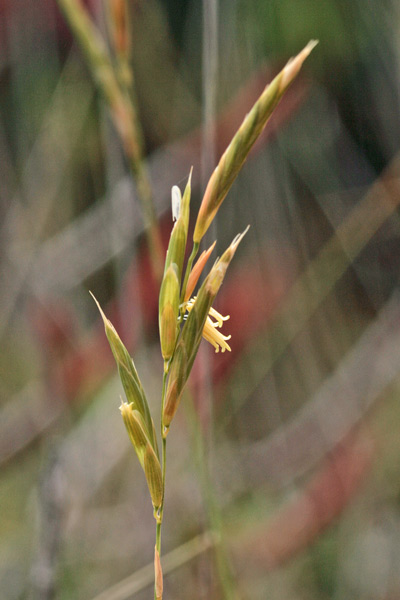 Brachypodium retusum, Brachipodio delle garighe, Paleo delle garighe