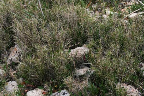 Brachypodium retusum, Brachipodio delle garighe, Paleo delle garighe