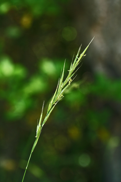 Brachypodium sylvaticum, Brachipodio delle foreste, Paleo silvestre