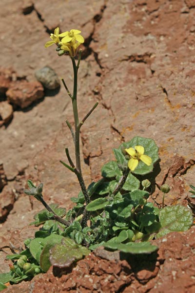 Brassica tournefortii, Cavolo di Tournefort