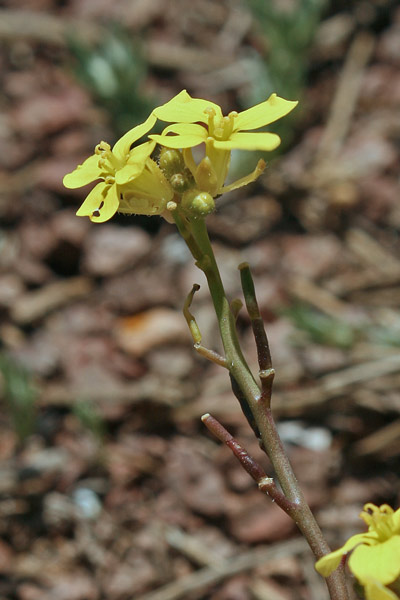 Brassica tournefortii, Cavolo di Tournefort