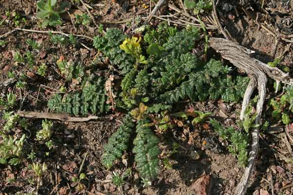 Brassica tournefortii, Cavolo di Tournefort