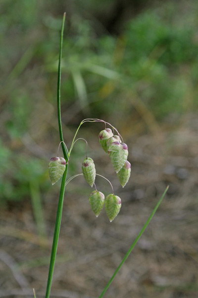 Briza maxima, Sonaglini maggiori, Alba funaiola, Campaneddas