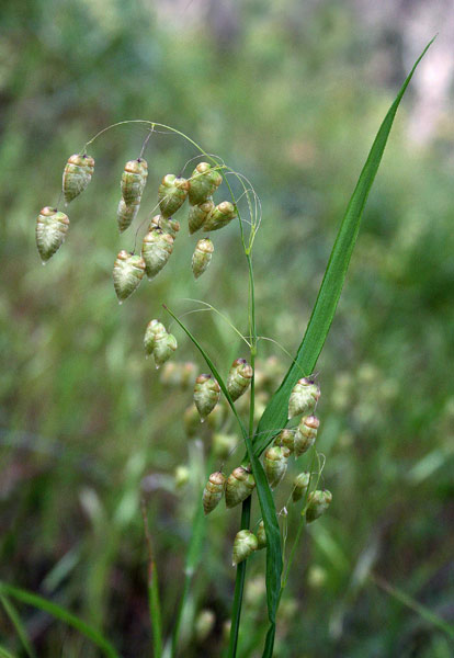 Briza maxima, Sonaglini maggiori, Alba funaiola, Campaneddas