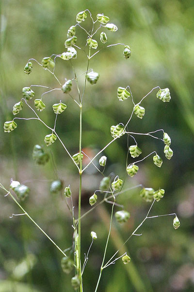 Briza minor, Sonaglini minori, Tremi-tremi