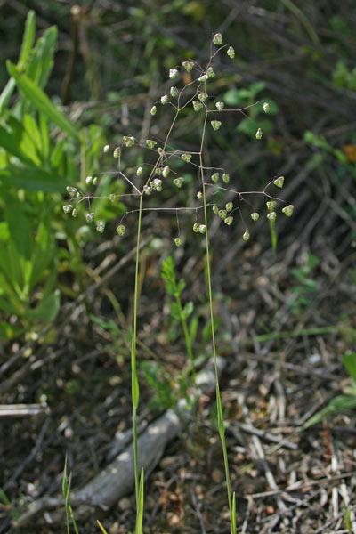 Briza minor, Sonaglini minori, Tremi-tremi