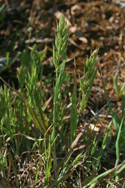 Bromus hordeaceus, Bromo peloso,Forasacco peloso, Spigolina