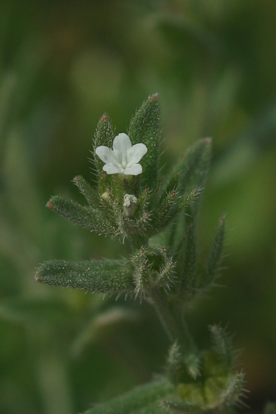 Buglossoides arvensis, Erba-perla minore, Strigolo selvatico