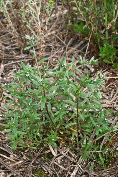 Buglossoides arvensis, Erba-perla minore, Strigolo selvatico