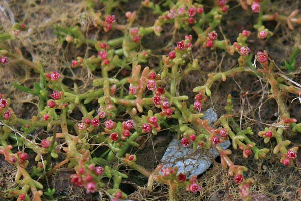 Bulliarda vaillantii, Erba grassa di Vaillant