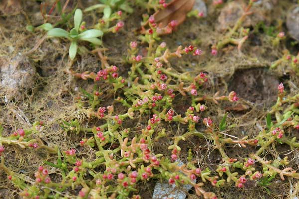 Bulliarda vaillantii, Erba grassa di Vaillant