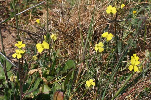 Bunias erucago, Cascellore comune, Alaussa, Araussa