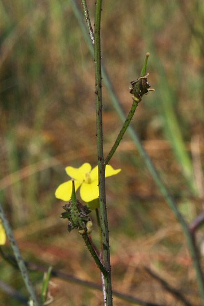 Bunias erucago, Cascellore comune, Alaussa, Araussa