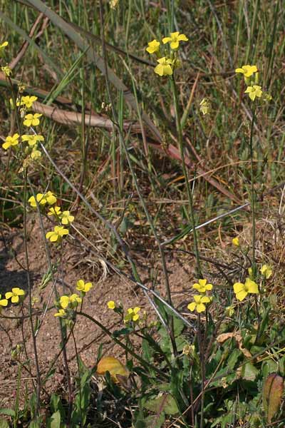 Bunias erucago, Cascellore comune, Alaussa, Araussa