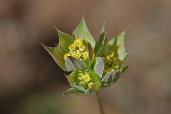 Bupleurum baldense, Bupleuro odontite