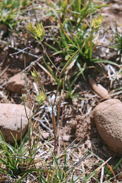 Bupleurum baldense, Bupleuro odontite