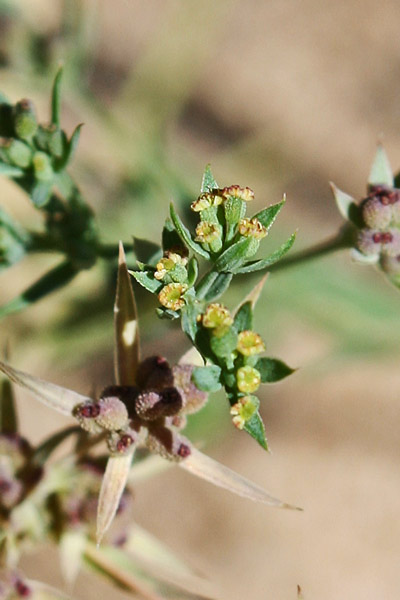 Bupleurum semicompositum, Bupleuro alofilo