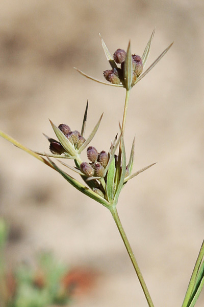 Bupleurum semicompositum, Bupleuro alofilo