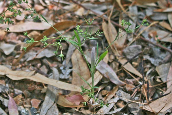 Bupleurum semicompositum, Bupleuro alofilo