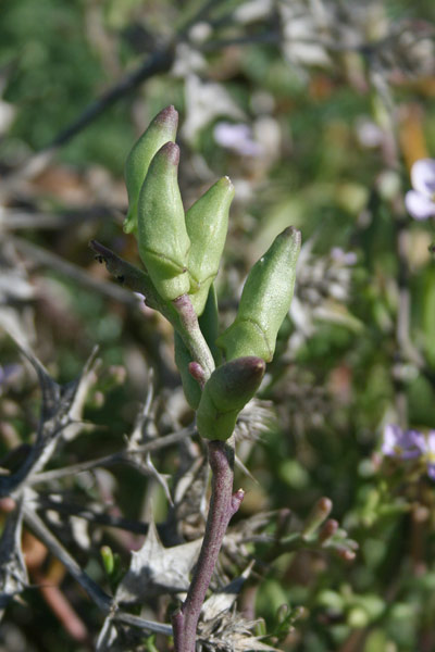 Cakile maritima, Baccherone, Ravastrello marittimo, Araussa de mari, Arruca de mari