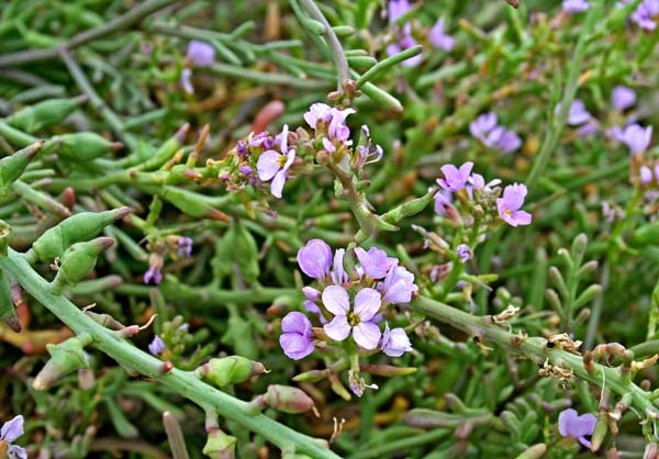 Cakile maritima, Baccherone, Ravastrello marittimo, Araussa de mari, Arruca de mari