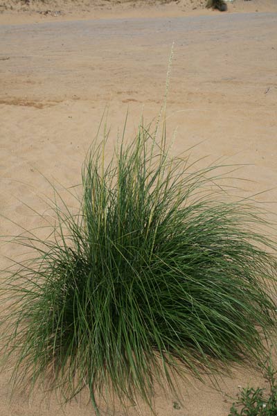 Calamagrostis arenaria subsp. arundinacea, Ammofila meridionale, Sparto meridionale, Fenu trani, Fenutranu, Giuncu de mari