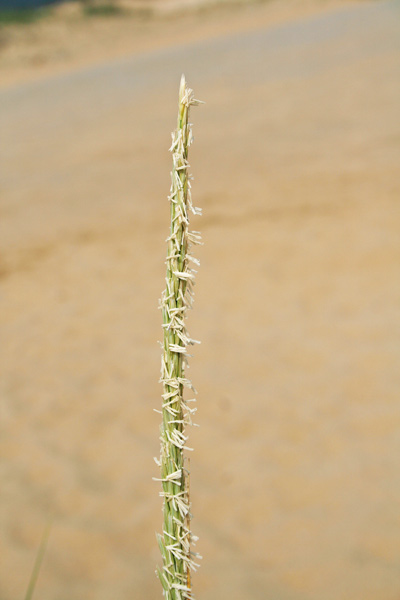 Calamagrostis arenaria subsp. arundinacea, Ammofila meridionale, Sparto meridionale, Fenu trani, Fenutranu, Giuncu de mari