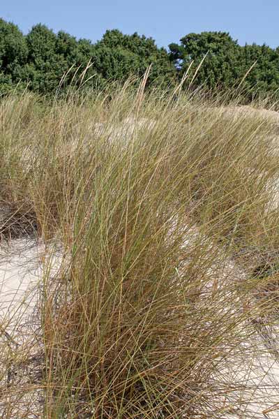 Calamagrostis arenaria subsp. arundinacea, Ammofila meridionale, Sparto meridionale, Fenu trani, Fenutranu, Giuncu de mari