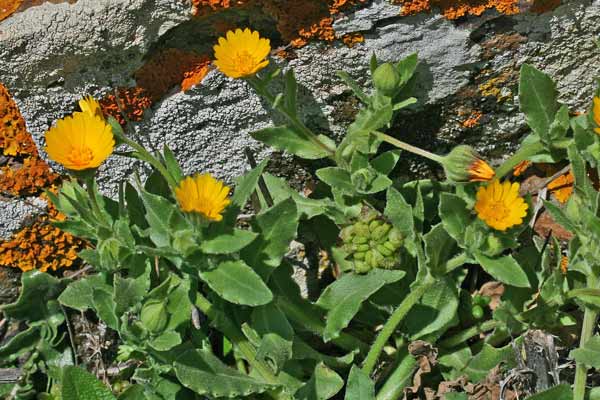 Calendula arvensis, Fiorrancio selvatico, Concuda, Erba de froris