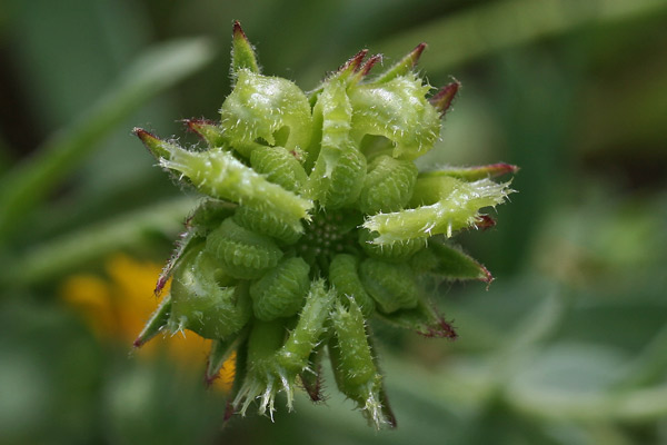 Calendula arvensis, Fiorrancio selvatico, Concuda, Erba de froris