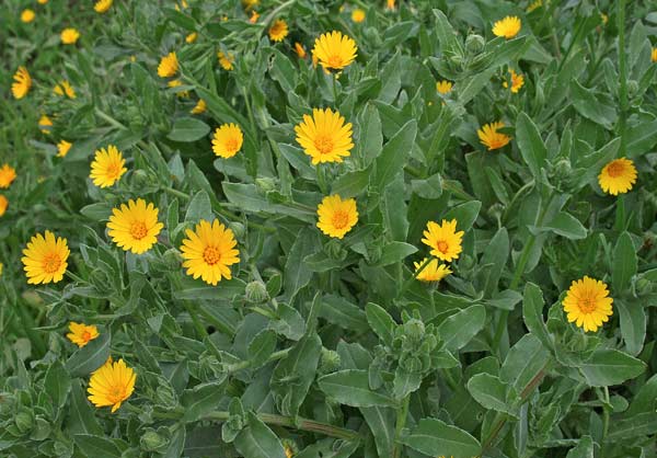 Calendula arvensis, Fiorrancio selvatico, Concuda, Erba de froris