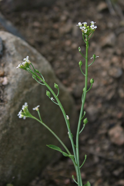 Calepina irregularis, Calepina irregolare, Miagro rostellato