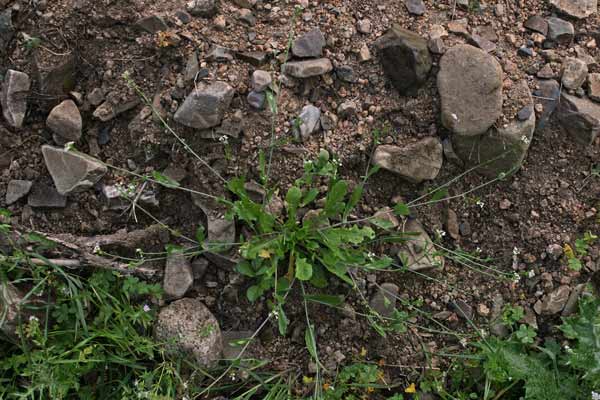 Calepina irregularis, Calepina irregolare, Miagro rostellato