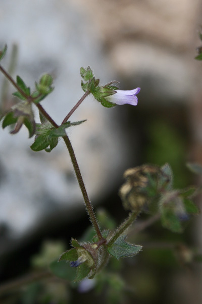 Campanula erinus, Campanula minore, Campaneddas