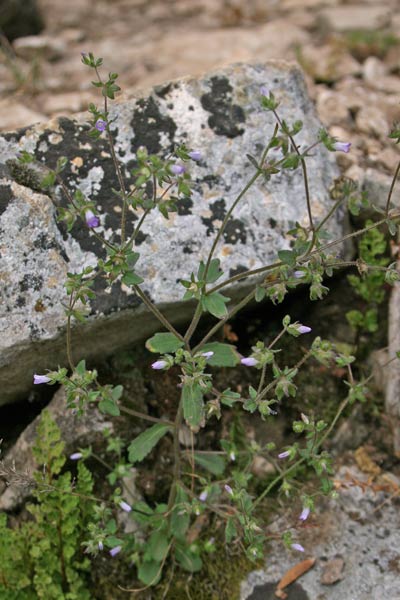 Campanula erinus, Campanula minore, Campaneddas