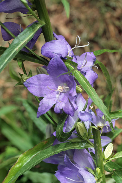 Campanula persicifolia, Campanula con foglie di pesco, Campanedda