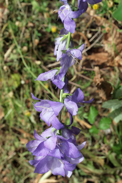Campanula persicifolia, Campanula con foglie di pesco, Campanedda