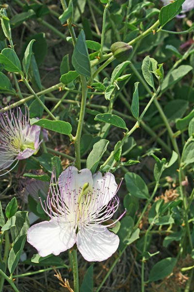 Capparis spinosa subsp. spinosa, Cappero siciliano, Capparu, Capperu, Cappuru, Tappara, Tapparas, Tappari, Tappuru