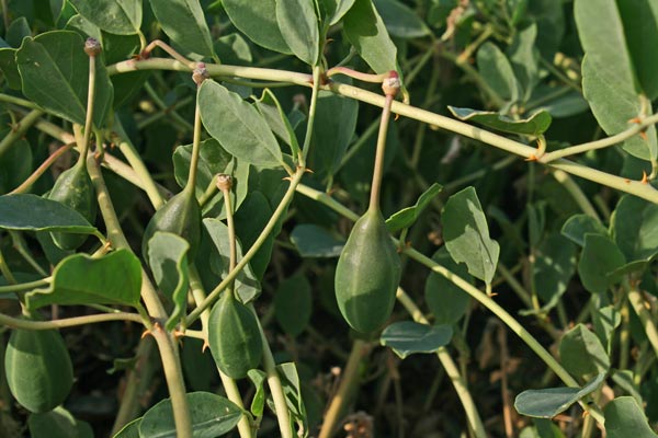 Capparis sicula, Cappero siciliano, Capparu, Capperu, Cappuru, Tappara, Tapparas, Tappari, Tappuru